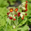 Yunnan Primel - Primula Chungensis -NR-01 Verkäufe Primulachungensis