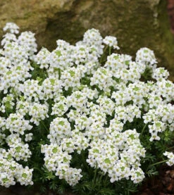 Gämskresse - Pritzelago Alpina