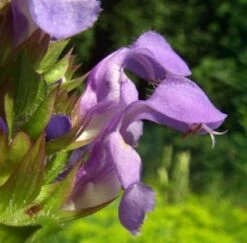 Großblütige Braunelle Loveliness - Prunella Grandiflora