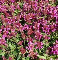 Großblütige Braunelle Rubra - Prunella Grandiflora