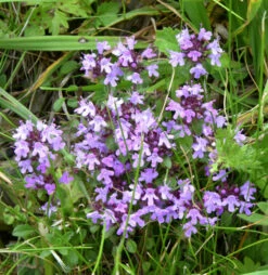 Kleine Braunelle - Prunella Vulgaris