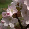 Zwerg Zierkirsche Saki 50-60 Cm - Prunus -NR-01 Verkäufe Prunus Saki