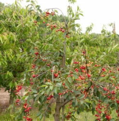 Sauerkirsche Schattenmorelle 60-80cm - Dunkelrote Saure Früchte