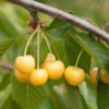 Süßkirsche Dönissens Gelbe Knorpel 60-80cm - Gelbe Süße Früchte 1 Süßkirsche Dönissens Gelbe Knorpel 60-80cm - Gelbe Süße Früchte -NR-01 Verkäufe Prunus avium Dnissens GelbeKnorpel