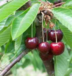 Süßkirsche Große Schwarze Knorpel 60-80cm - Dunkelrote Süße Früchte