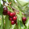 Süßkirsche Hedefinger Riesen 60-80cm - Hellrote Süße Früchte -NR-01 Verkäufe Prunus avium HedefingerRiesen