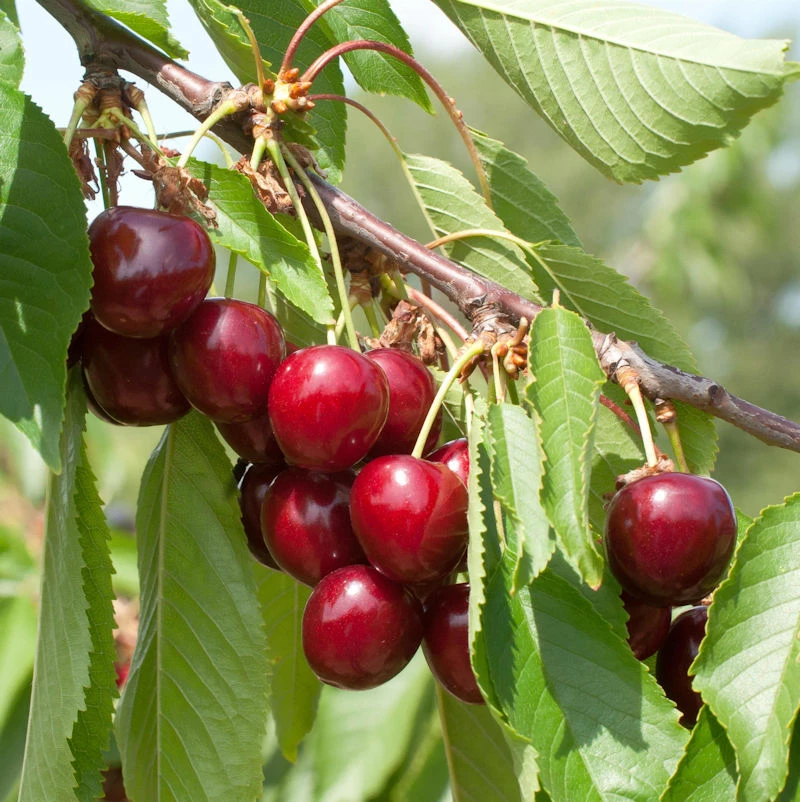 Süßkirsche Hedefinger Riesen 60-80cm - Hellrote Süße Früchte 3 Süßkirsche Hedefinger Riesen 60-80cm - Hellrote Süße Früchte
