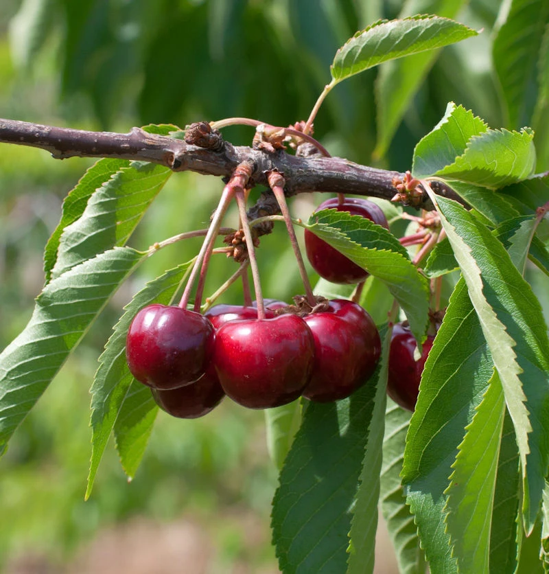 Selbstfruchtende Süßkirsche Lapiens 60-80cm - Rote Süße Früchte 3 Selbstfruchtende Süßkirsche Lapiens 60-80cm - Rote Süße Früchte