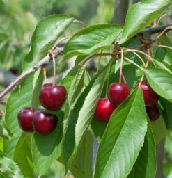 Süßkirsche Regina 60-80cm - Dunkelrote Süße Früchte