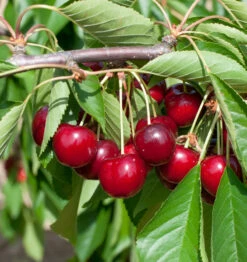 Selbstfruchtende Süßkirsche Sunburst 60-80cm - Dunkelrote Süße Früchte