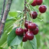 Sauerkirsche Beutelspacher Rexelle 60-80cm - Hellrote Saure Früchte 2 Sauerkirsche Beutelspacher Rexelle 60-80cm - Hellrote Saure Früchte -NR-01 Verkäufe Prunus cerasus BeutelspacherRexelle