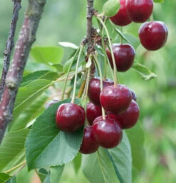 Sauerkirsche Beutelspacher Rexelle 60-80cm - Hellrote Saure Früchte