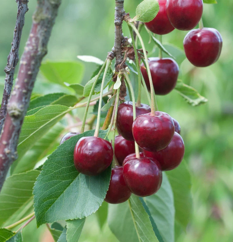 Sauerkirsche Beutelspacher Rexelle 60-80cm - Hellrote Saure Früchte 3 Sauerkirsche Beutelspacher Rexelle 60-80cm - Hellrote Saure Früchte