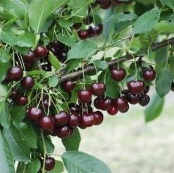 Sauerkirsche Heimanns Rubinweichsel 60-80cm - Dunkelrote Saure Früchte