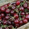 Sauerkirsche Pandy 60-80cm - Dunkelrote Saure Früchte