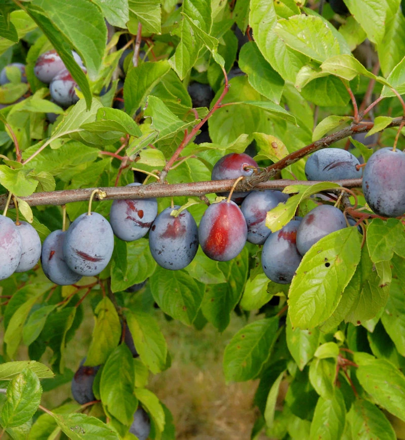 Pflaume Kirkespflaume 60-80cm - Prunus Domestica 3 Pflaume Kirkespflaume 60-80cm - Prunus Domestica