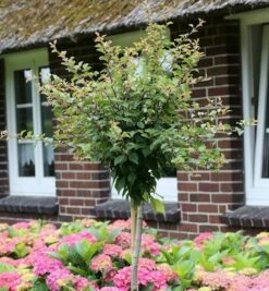 Hochstamm Geschlitzte Zierkirsche Kojou No Mai 80-100cm - Prunus Incisa