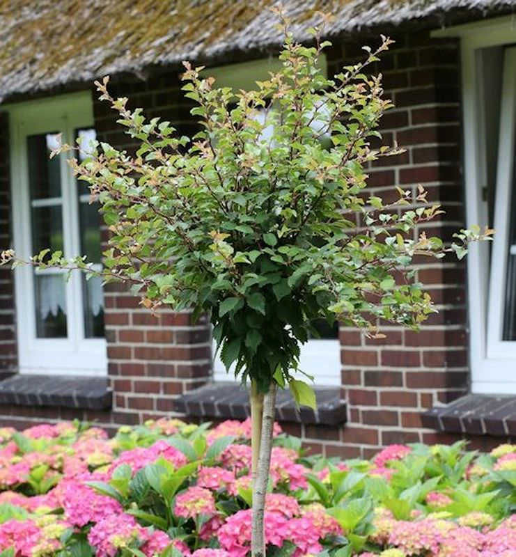 Hochstamm Geschlitzte Zierkirsche Kojou No Mai 40-60cm - Prunus Incisa 3 Hochstamm Geschlitzte Zierkirsche Kojou No Mai 40-60cm - Prunus Incisa