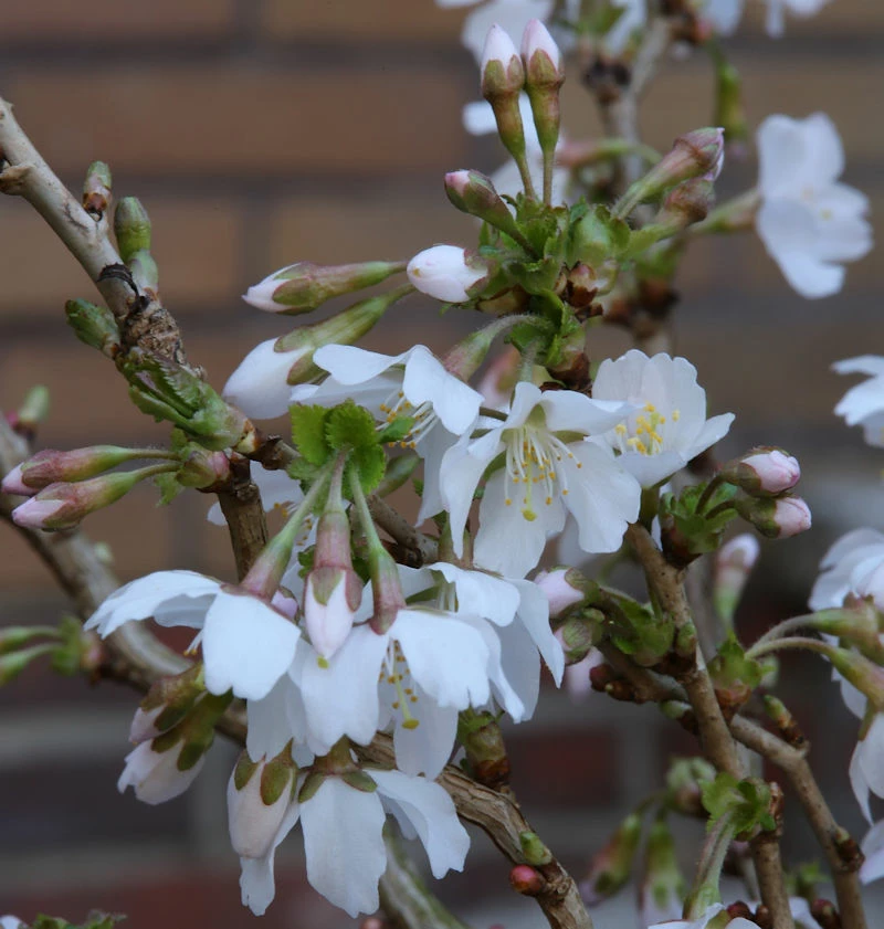 Geschlitzte Zierkirsche Kojou No Mai 30-40cm - Prunus Incisa 3 Geschlitzte Zierkirsche Kojou No Mai 30-40cm - Prunus Incisa