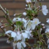 Geschlitzte Zierkirsche Kojou No Mai 60-80cm - Prunus Incisa -NR-01 Verkäufe Prunus incisa Kojounomai 2