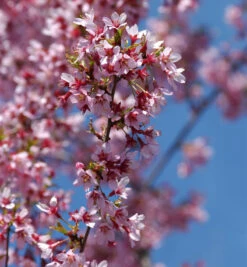 Geschlitzte Zierkirsche Paean 60-80cm - Prunus Incisa