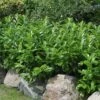 Kirschlorbeer Diana 60-80cm - Prunus Laurocerasus 2 Kirschlorbeer Diana 60-80cm - Prunus Laurocerasus -NR-01 Verkäufe Prunus laurocerasus Diana BLWS298529 1