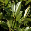 Kirschlorbeer Elly® 80-100cm - Prunus Laurocerasus 2 Kirschlorbeer Elly® 80-100cm - Prunus Laurocerasus -NR-01 Verkäufe Prunus laurocerasus Elly 1