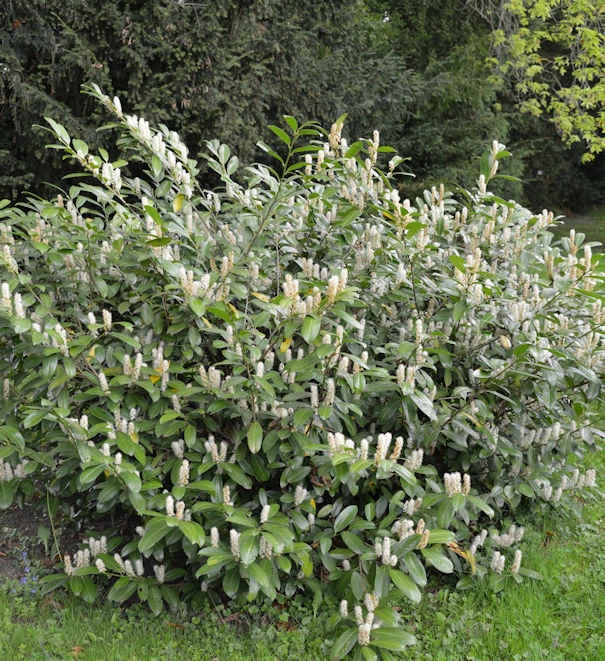 Zwerglorbeerkirsche Piri 40-50cm - Prunus Laurocerasus 3 Zwerglorbeerkirsche Piri 40-50cm - Prunus Laurocerasus