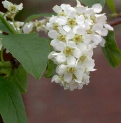 Traubenkirsche 60-80cm - Prunus Padus