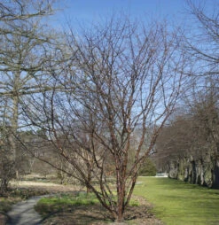 Mahagoni-Kirsche 125-150cm - Prunus Serrula
