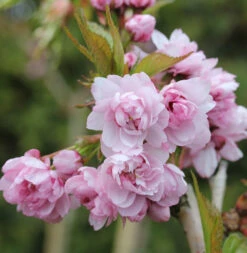 Japanische Hänge Nelkenkirsche 60-80cm - Prunus Serrulata