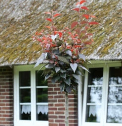 Hochstamm Blut Nelkenkirsche 80-100cm - Prunus Serrulata