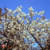 Japanische Blütenkirsche Tai Haku 80-100cm - Prunus Serrulata
