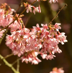 Higan Kirsche 100-125cm - Prunus Subhirtella