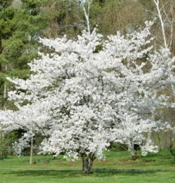 Japanische Maienkirsche 60-80cm - Prunus Yedoensis