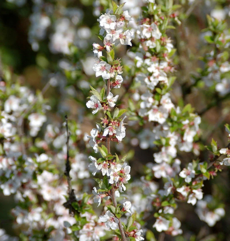 Zier Filzkirsche 80-100cm - Prunus Tomemtosa 3 Zier Filzkirsche 80-100cm - Prunus Tomemtosa
