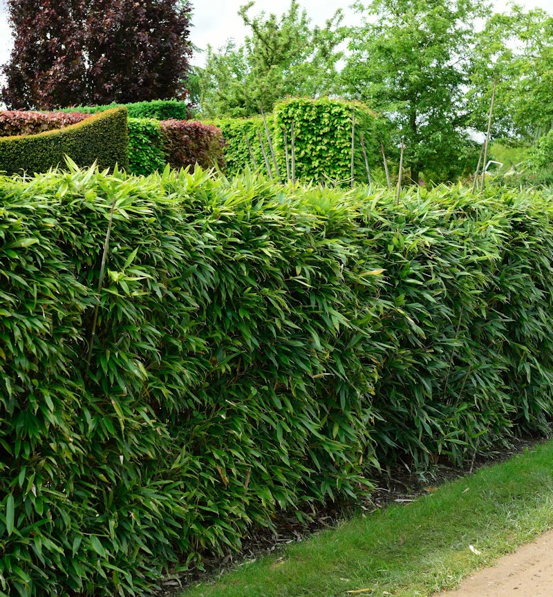 Pfeilbambus 80-100cm - Pseudosasa Japonica 3 Pfeilbambus 80-100cm - Pseudosasa Japonica