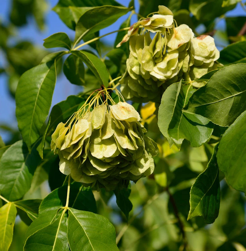 Kleeulme 60-80cm - Ptelea Trifoliata 3 Kleeulme 60-80cm - Ptelea Trifoliata