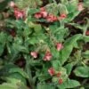 Lungenkraut Salmon Glow - Pulmonaria Rubra -NR-01 Verkäufe Pulmonaria rubra Salmon Glow BLWS246543