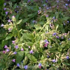 Lungenkraut Lewis Palmer - Pulmonaria Saccharata