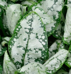 Lungenkraut Moonshine - Pulmonaria Saccharata