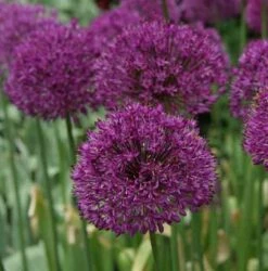 Zierlauch Purple Sensation - Allium Aflatunense