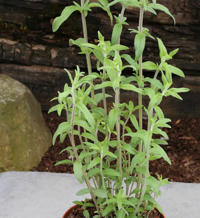 Grannenlose Scheinbergminze - Pycnanthemum Muticum 3 Grannenlose Scheinbergminze - Pycnanthemum Muticum