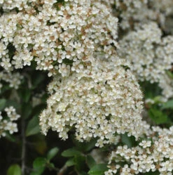 Feuerdorn Mohave 40-60cm - Pyracantha