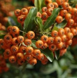 Feuerdorn Orange Glow 125-150cm - Pyracantha