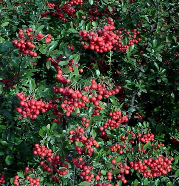 Feuerdorn Red Column 40-60cm - Pyracantha 3 Feuerdorn Red Column 40-60cm - Pyracantha