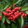 Feuerdorn Red Cushion 40-60cm - Pyracantha -NR-01 Verkäufe Pyracantha Red Cushion BLWS018966