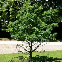 Zwerg Säuleneiche 80-100cm - Quercus Robur