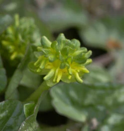 Scharbockskraut Green Petal - Ranunculus Ficaria