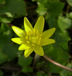 Scharbockskraut - Ranunculus Ficaria